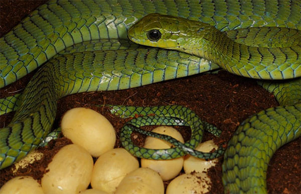 งูเขียวกกไข่